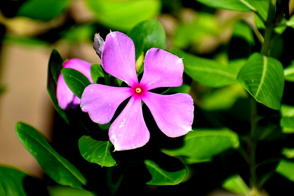 Plant floral spring photo