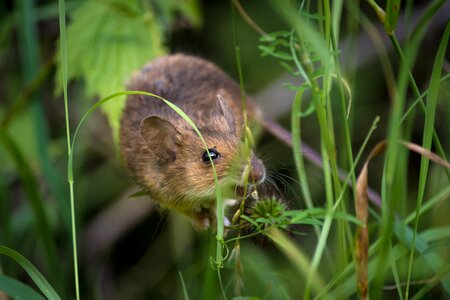 Nager mice rodents photo