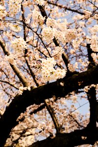 Nature cherry season