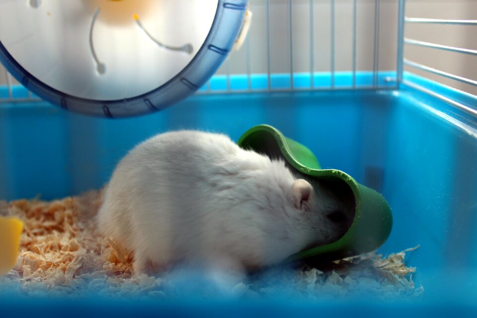 Rodent small nature