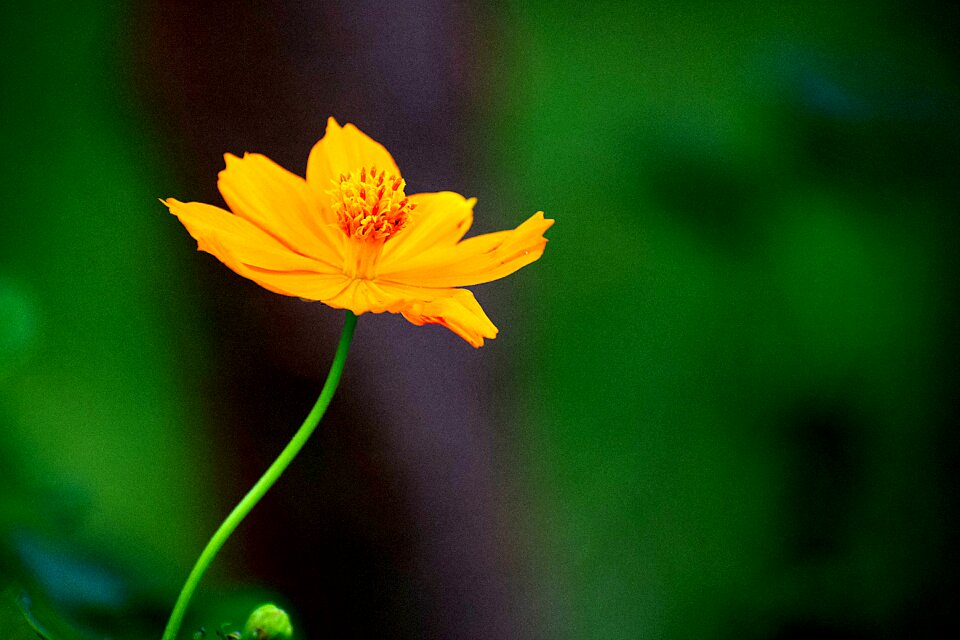 Plant floral spring