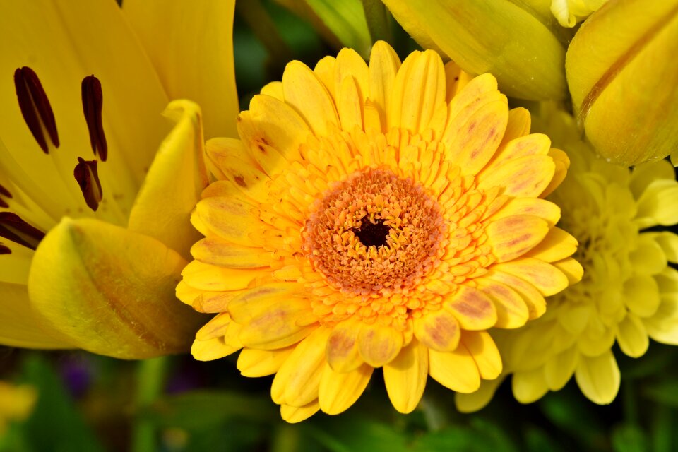 Flower plant blossom photo