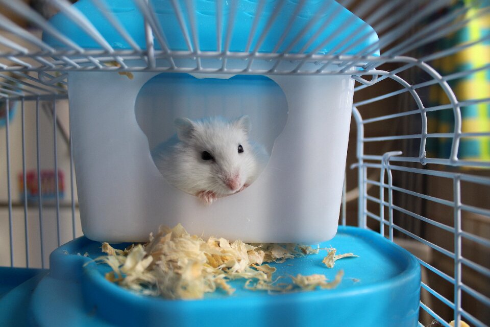 Pet muzzles mammal
