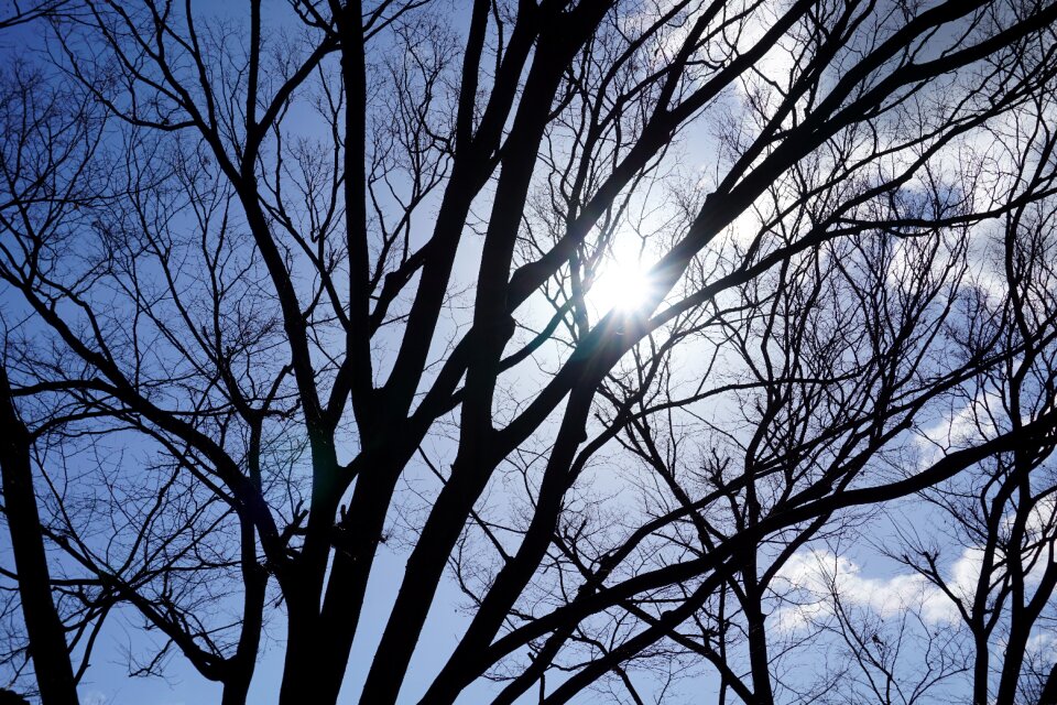 Tree branch shadow