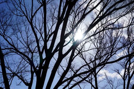 Tree branch shadow photo