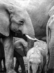 South africa tusks pachyderm photo