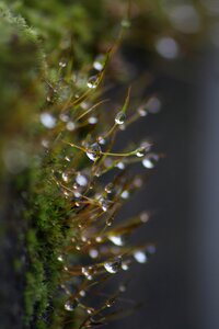 Macro grass droplets of water photo