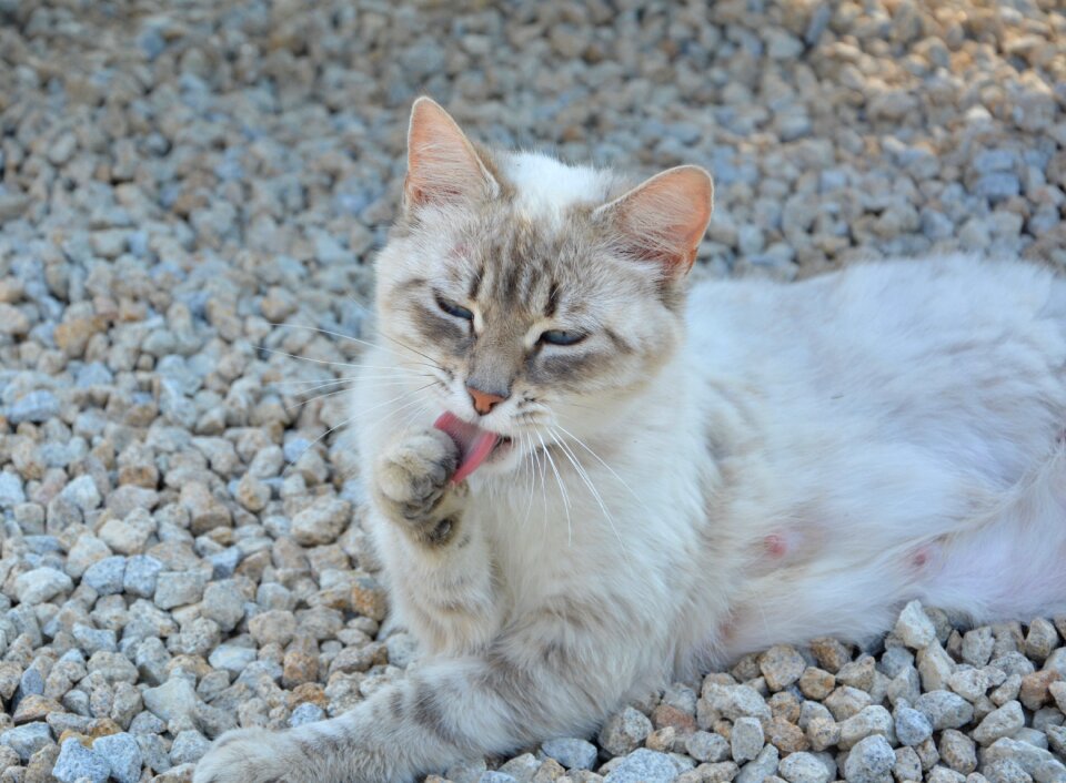 Cleanliness feline domestic animal