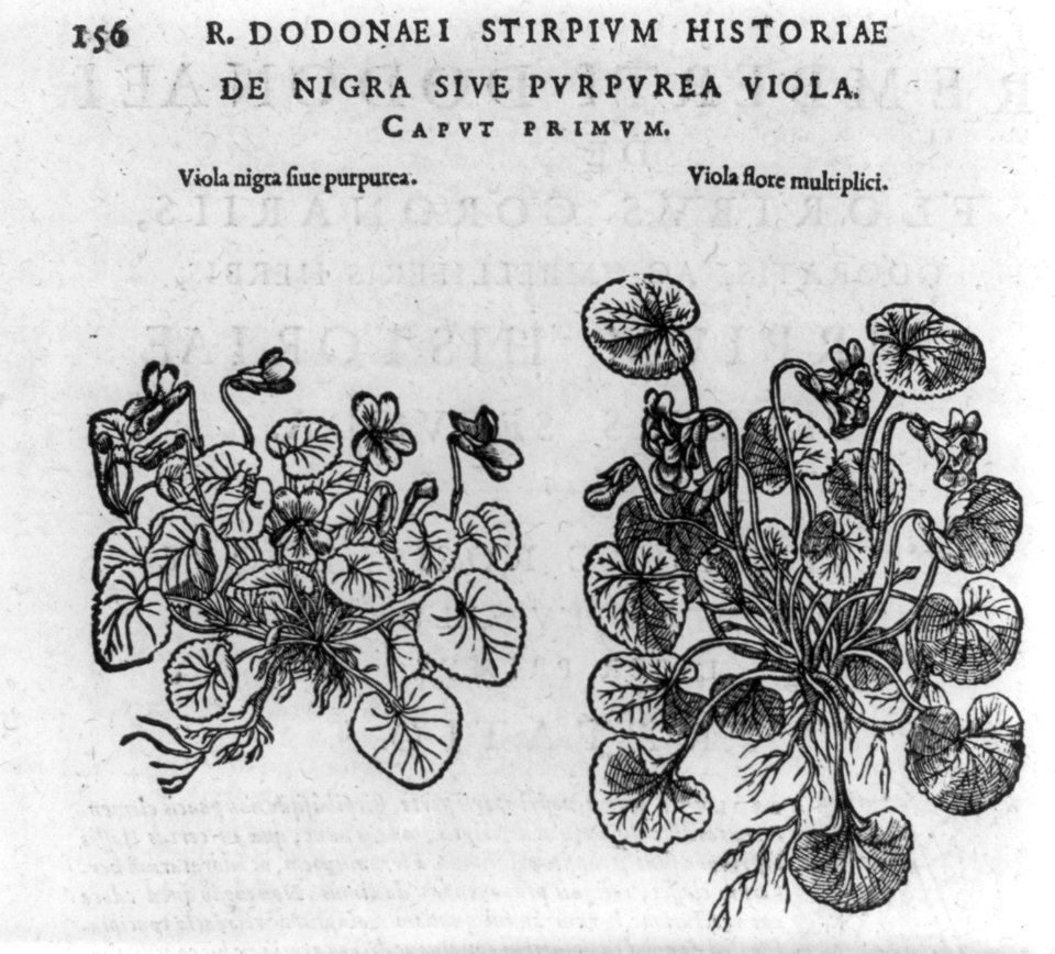 Viola nigra fiue purpurea (and) Viola flore multiplici LCCN2005680908