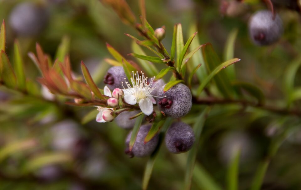 Midgen berry purple austromyrtus dulcis