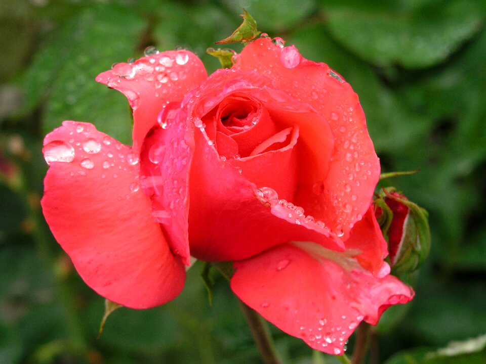 Bloom fresh water drops