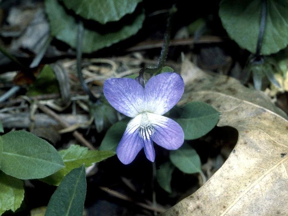 Viola cucullata NRCS-1