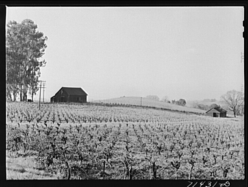 Vineyard, Sonoma County, California, 1942