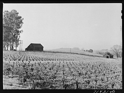 Vineyard, Sonoma County, California, 1942 photo