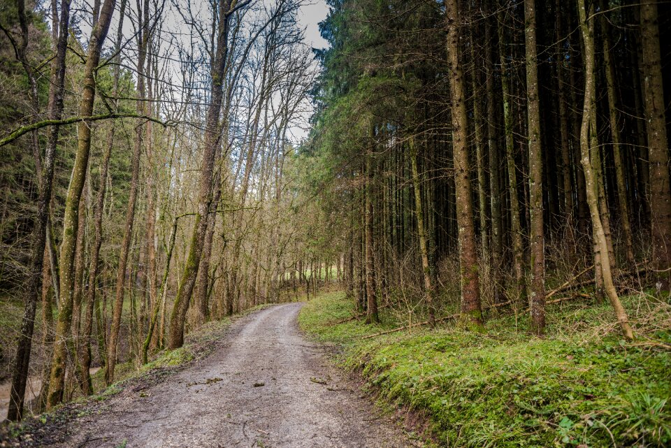 Landscape road leaf
