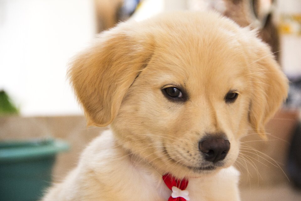 Adorable animals pet