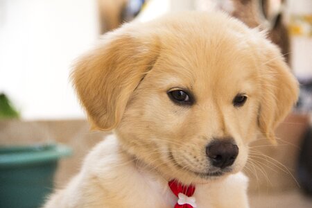 Adorable animals pet