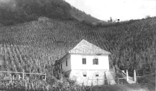 Vinograd v Rogaški Slatini