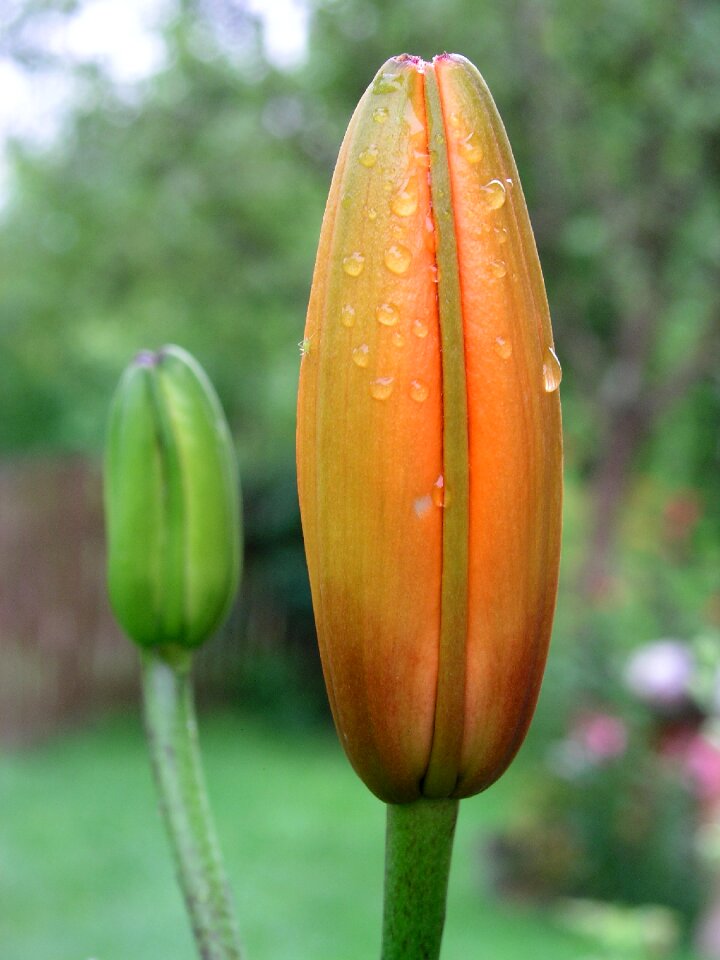 Fresh water drops dew
