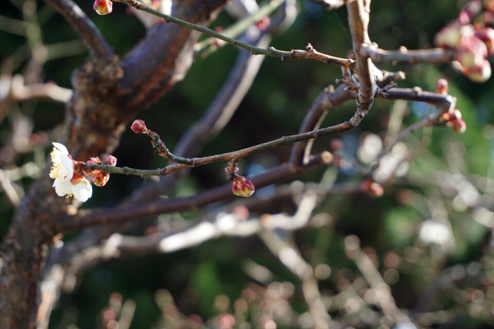 Tree cherry blossom branch