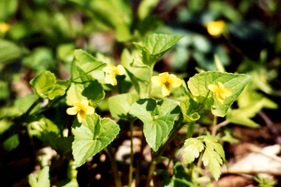 Viola pubescens var pubescens NRCS-1