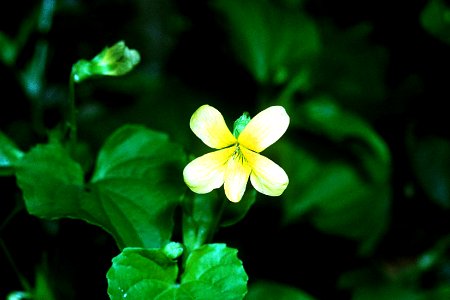Viola pubescens NRCS-1