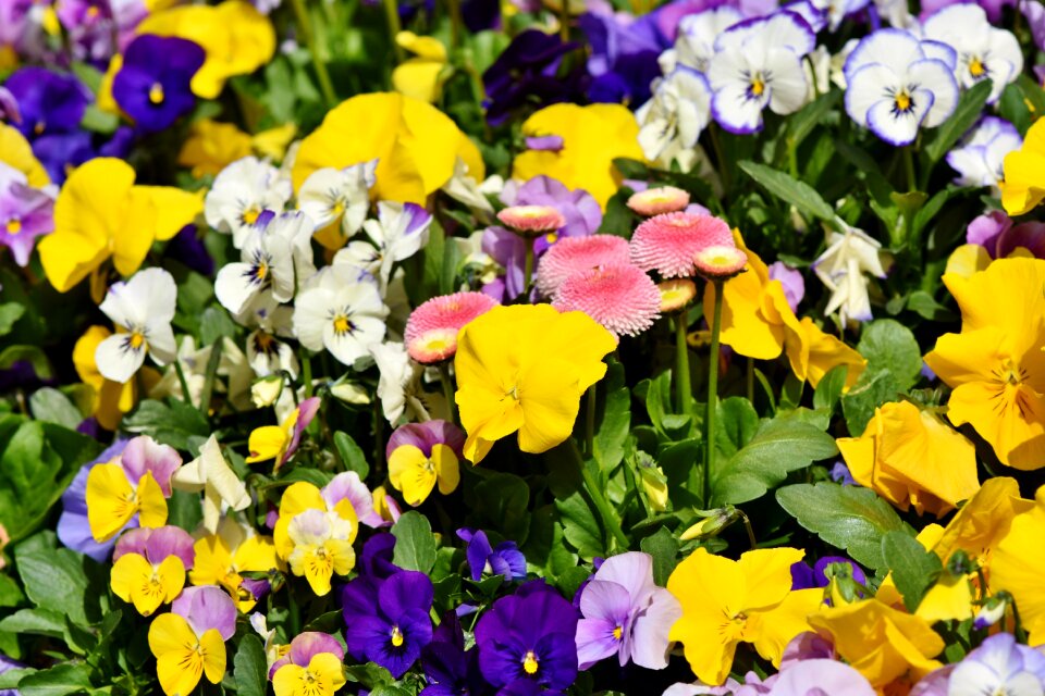 Spring flower blossom bloom