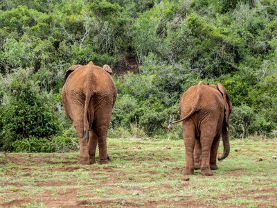 Nature south africa wilderness