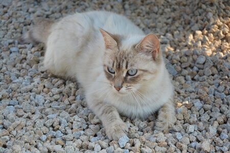Domestic animal feline cat lying photo
