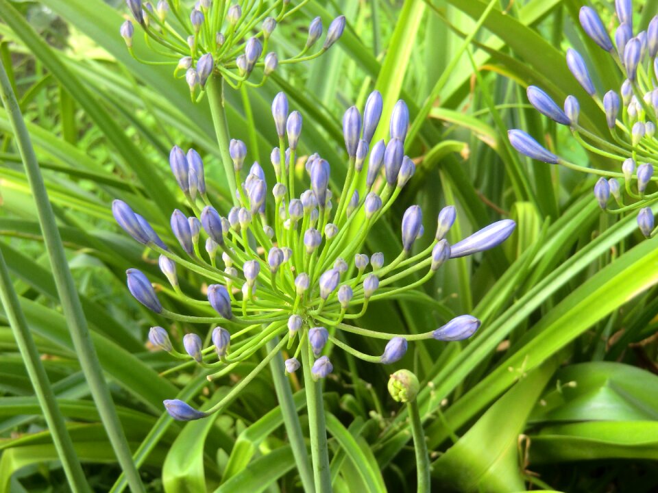 Nature exotic flower