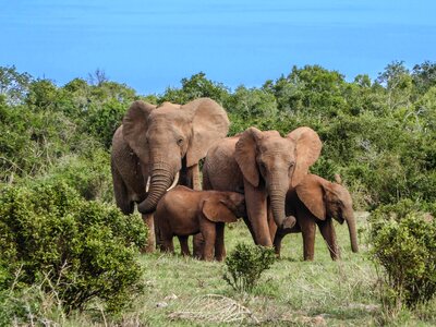 Africa bigfive nature photo