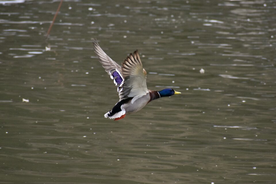 Bird waterfowl wild birds
