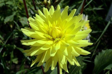 Blossom bloom dahlia garden photo