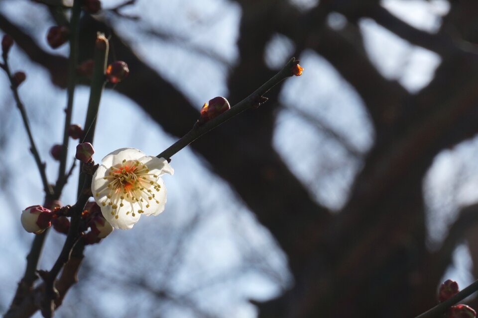 Sakura cherry blossom branch