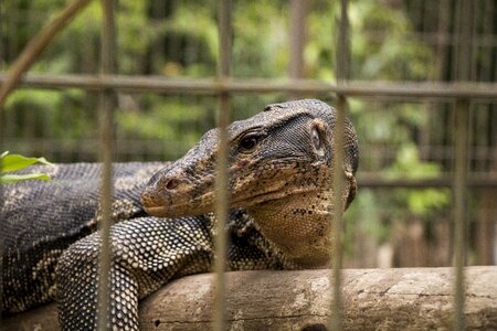 Reptile cage the zoo
