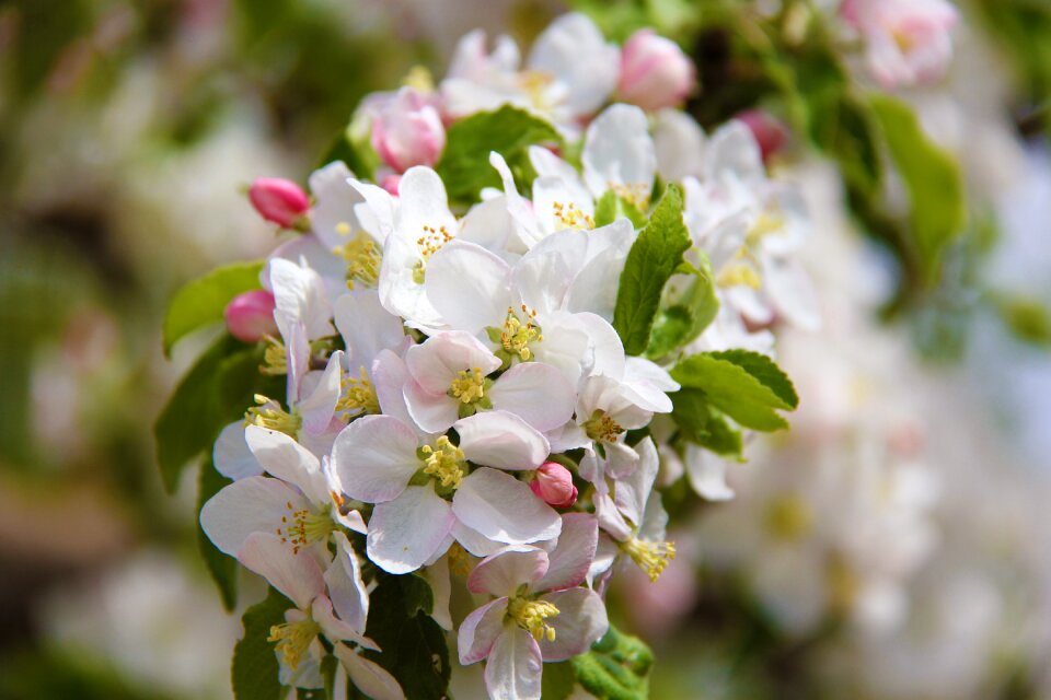 Garden sheet blooming