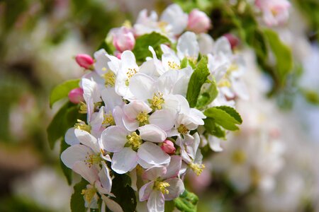 Garden sheet blooming