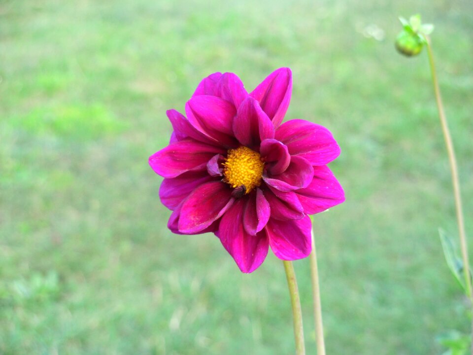 Nature blossom bloom