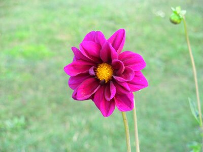 Nature blossom bloom photo