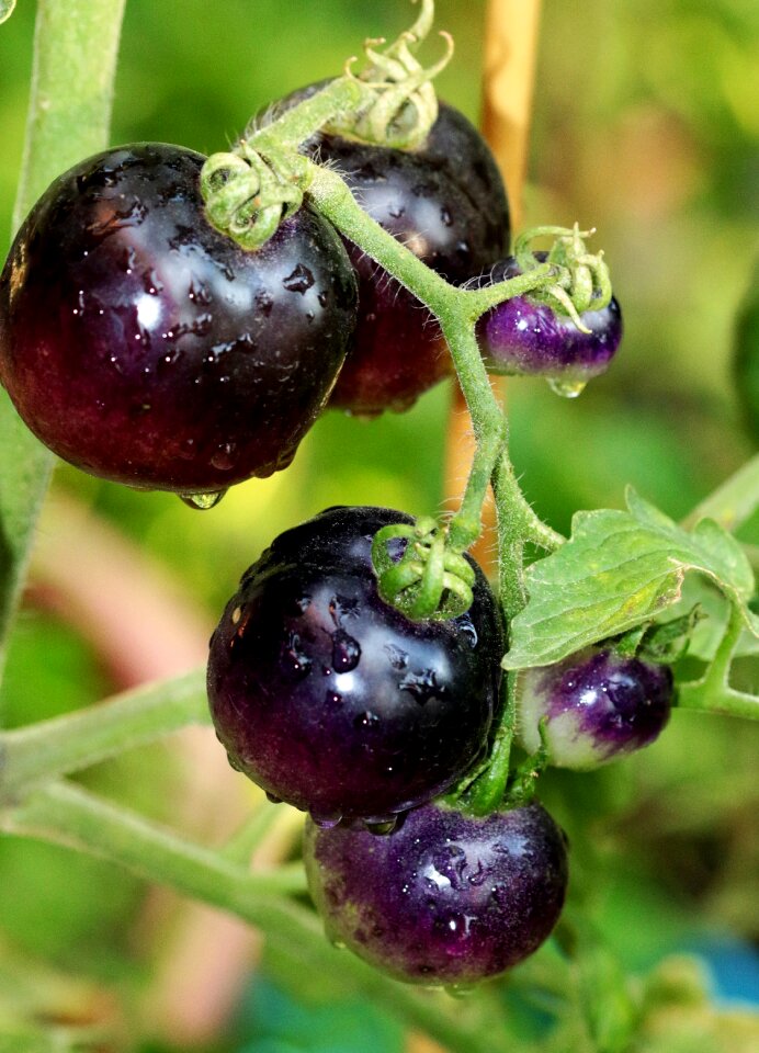 Organic ripe vegetarian