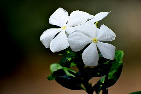 Plant floral spring