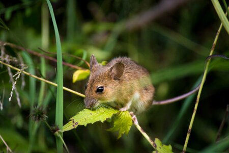 Nager mice rodents photo