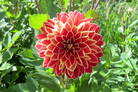Bloom dahlia flower full