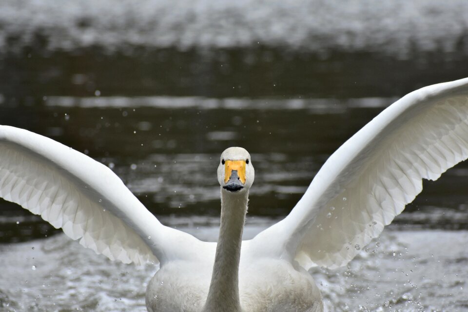 Bird wild birds waterfowl