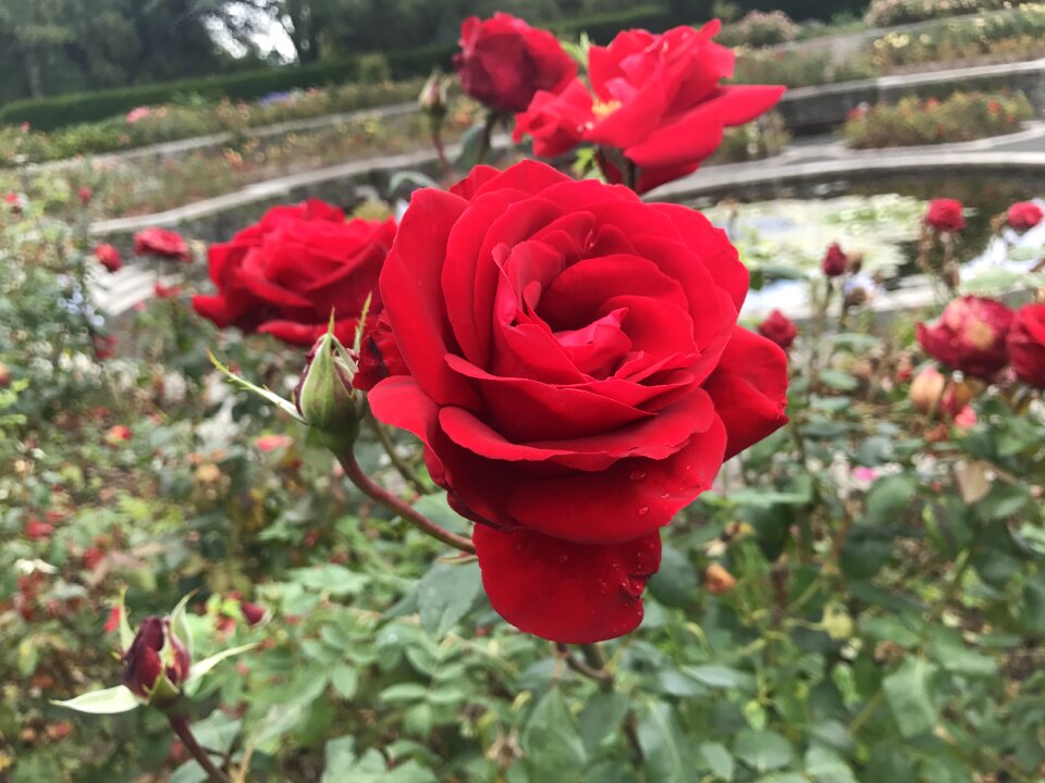Flower nature garden