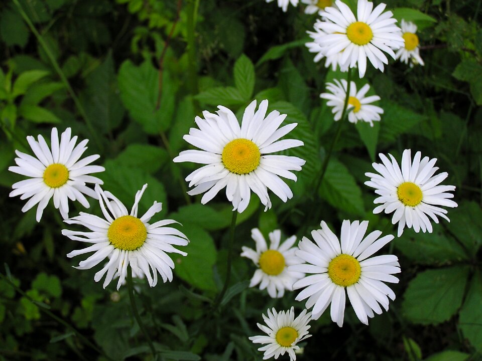 Flower nature summer