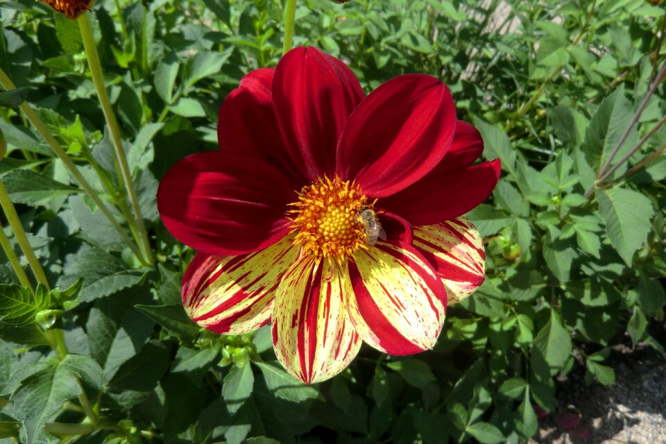 Garden flower bloom