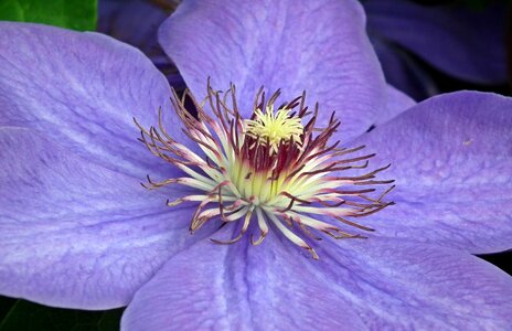 Nature plant blooming