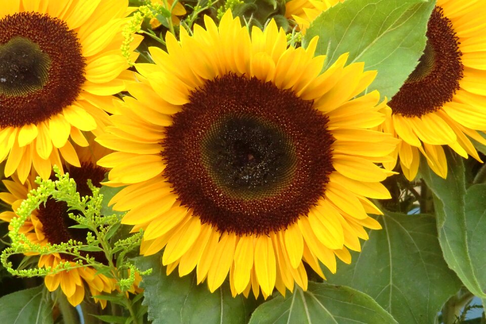 Bloom summer yellow