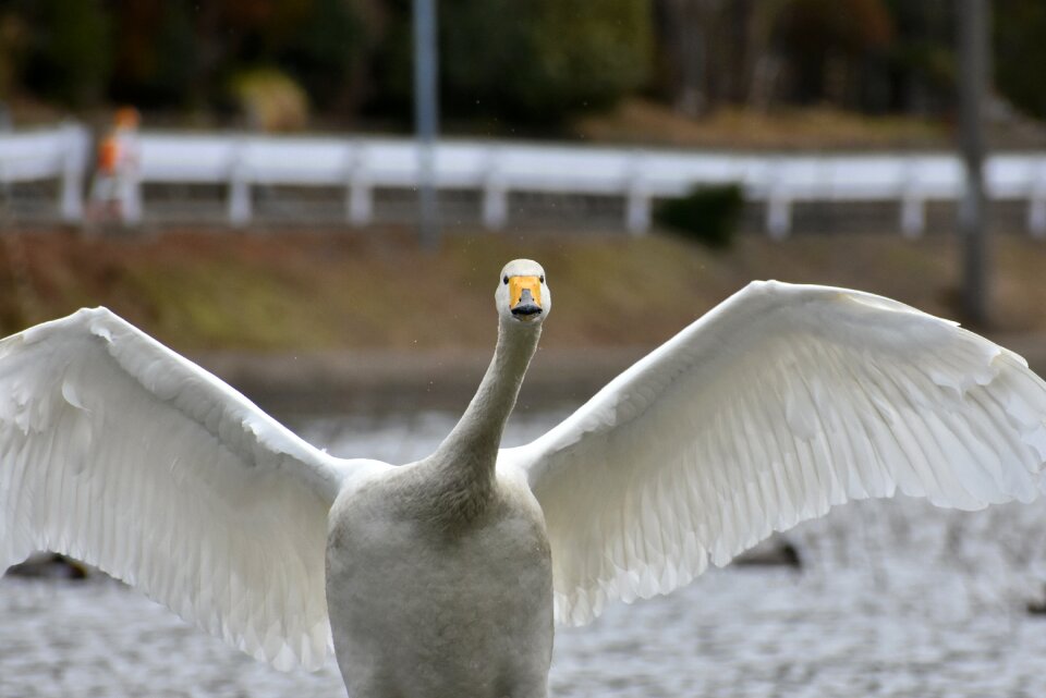 Bird wild birds waterfowl